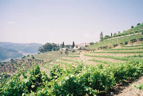 View of Noval from the vineyards above the barrel store