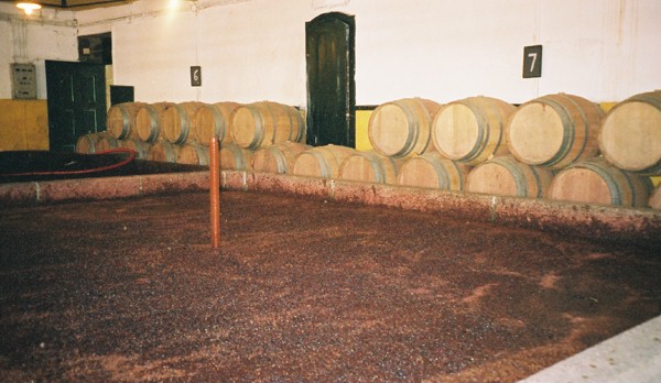 One of the lagares at Quinta da Pachega, full of grapes for port - eagerly awaiting treading ...