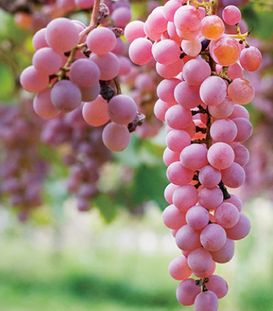 Ripe koshu grapes hanging on the vine